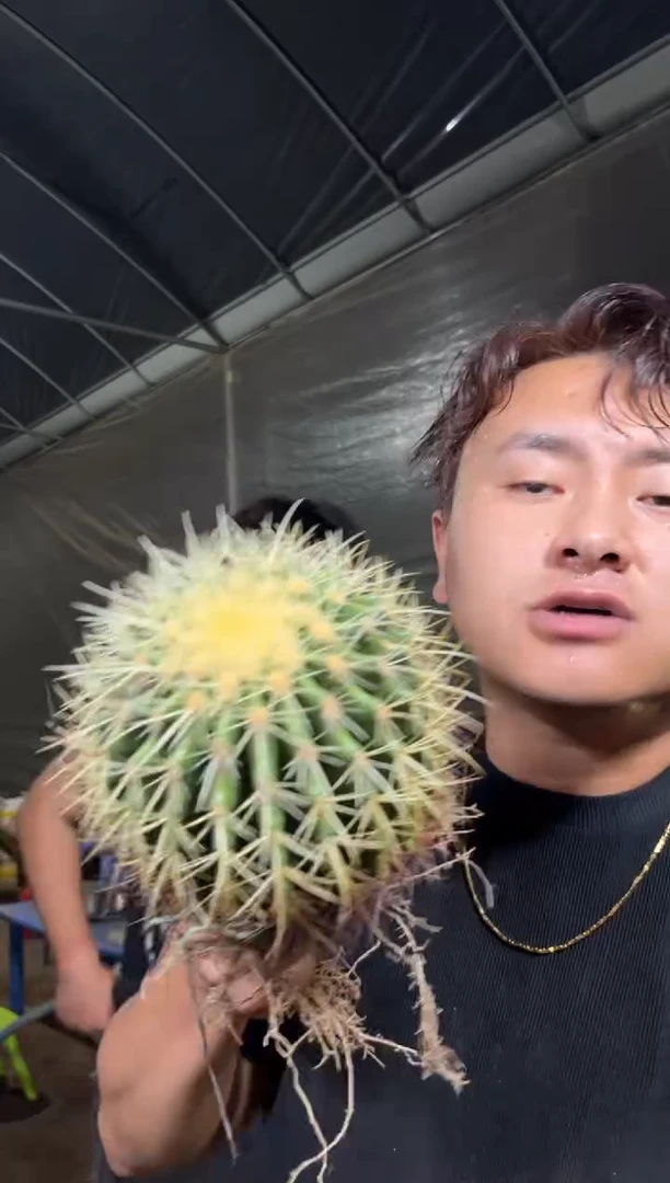 实生根 金虎 11-15cm