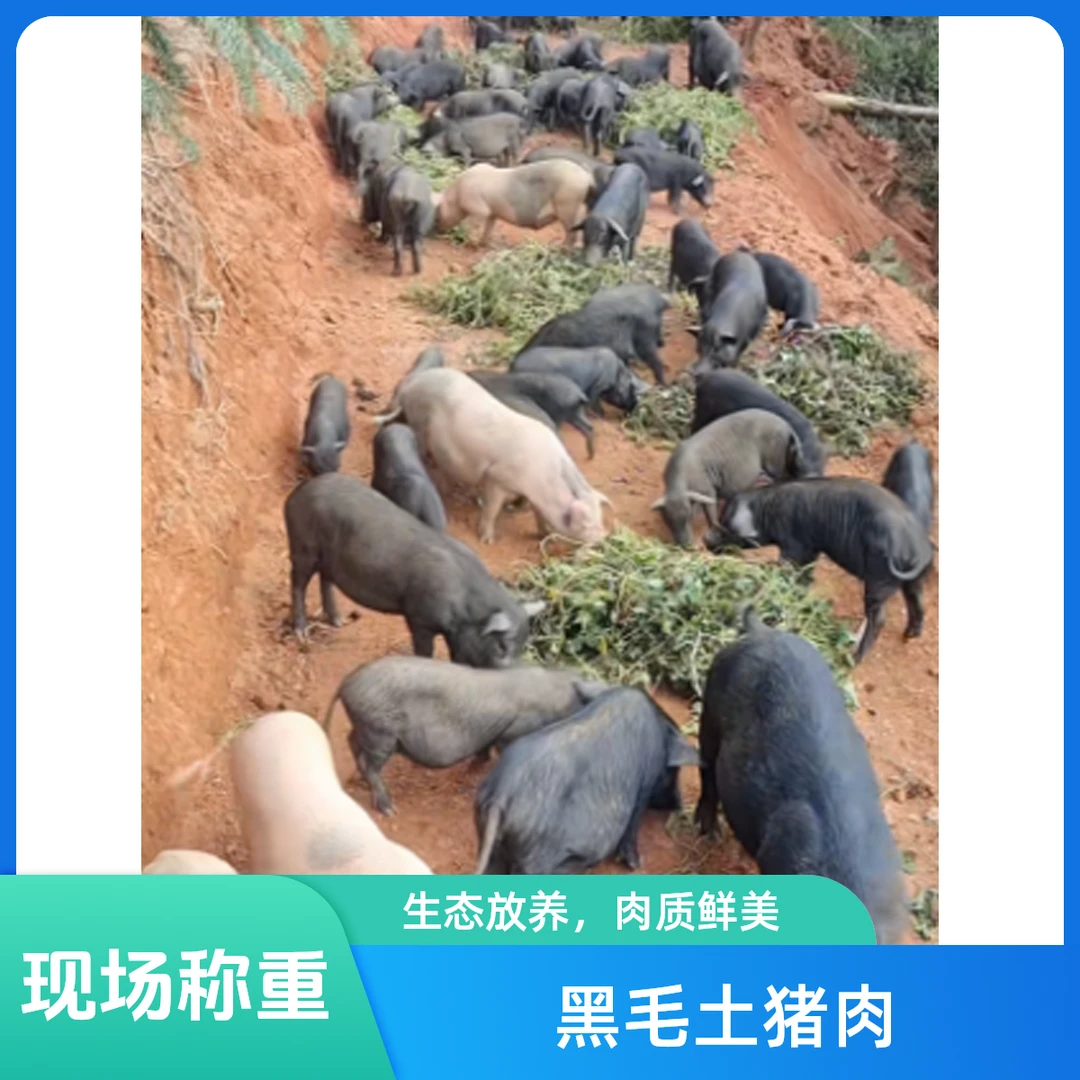 【现场称重】恩施本地粮食黑毛土猪肉顺丰发货