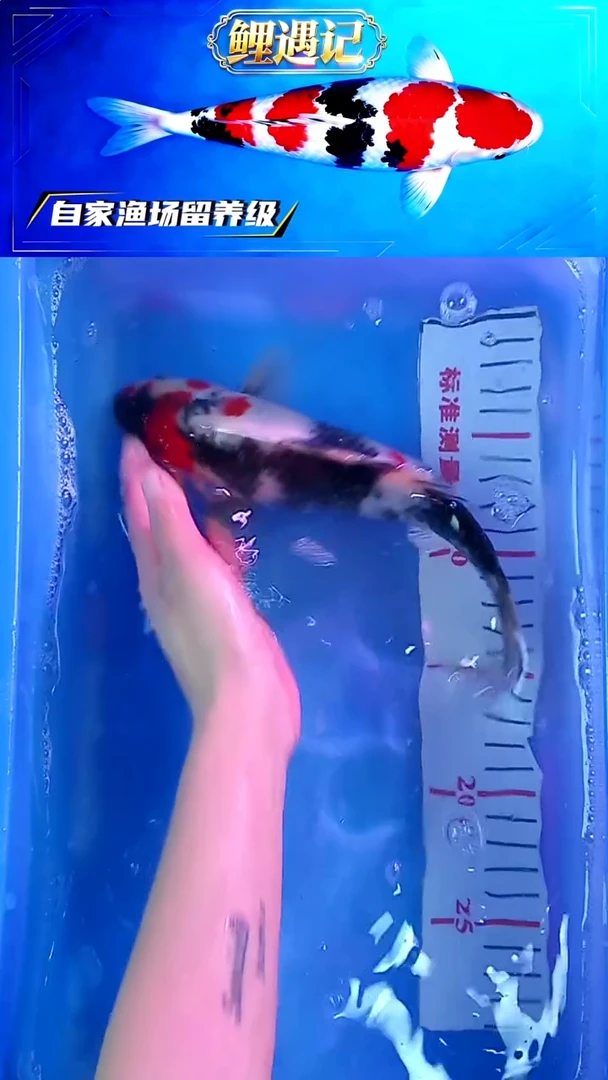 锦鲤12月29日锦鲤12