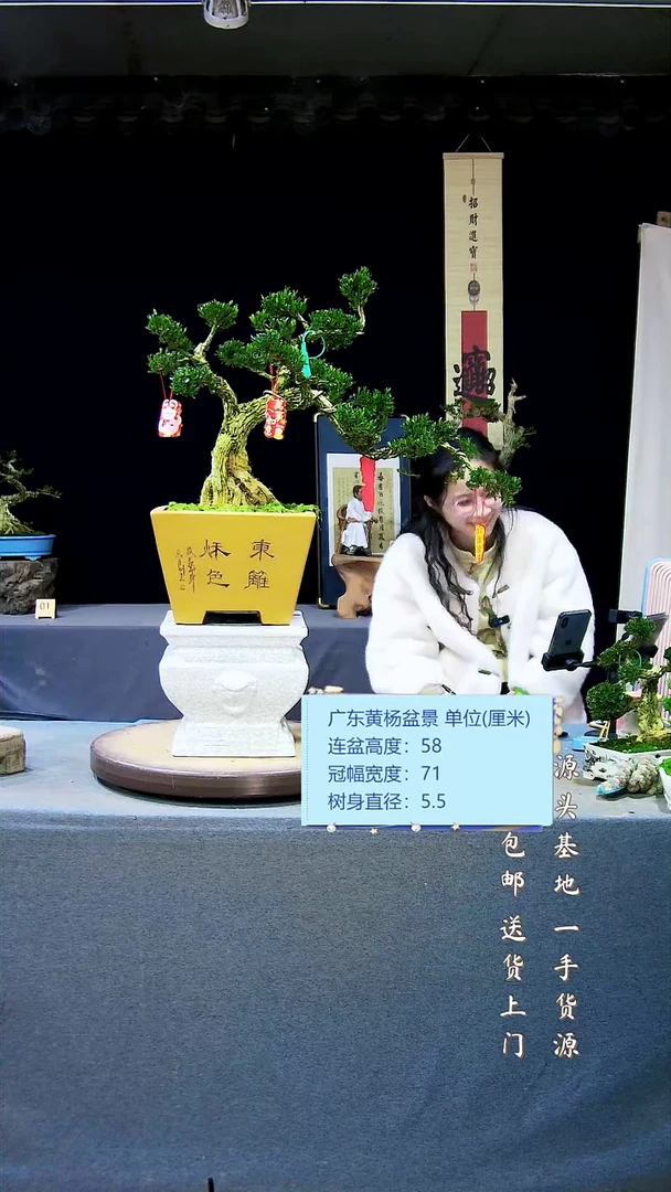 【闪购商品】雀舌黄杨盆景雀舌黄杨盆景