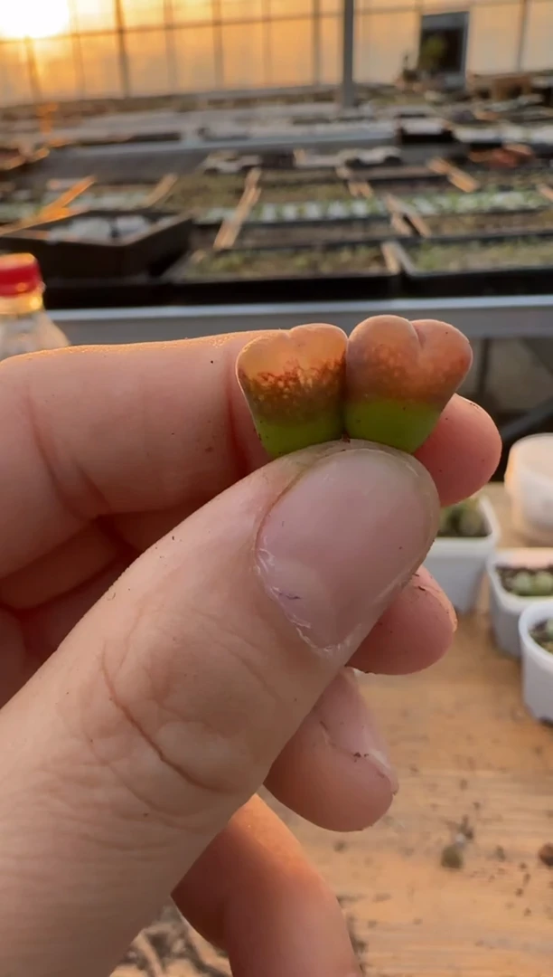 【闪购商品】9-438