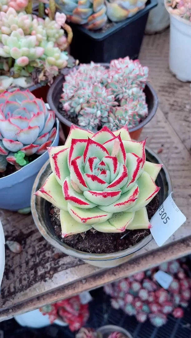 【闪购商品】07305