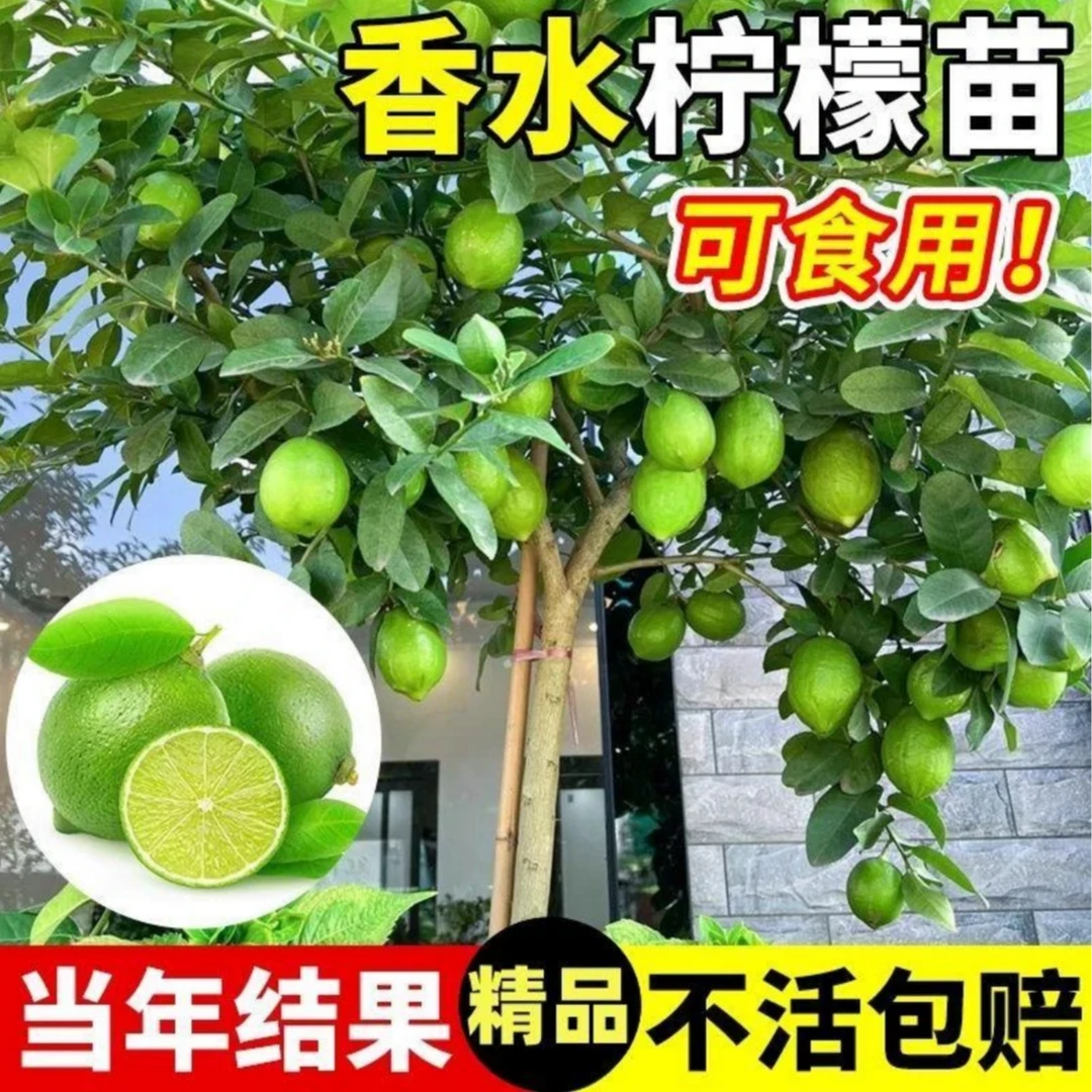 广东香水柠檬树苗四季结果盆栽带果室内外种植