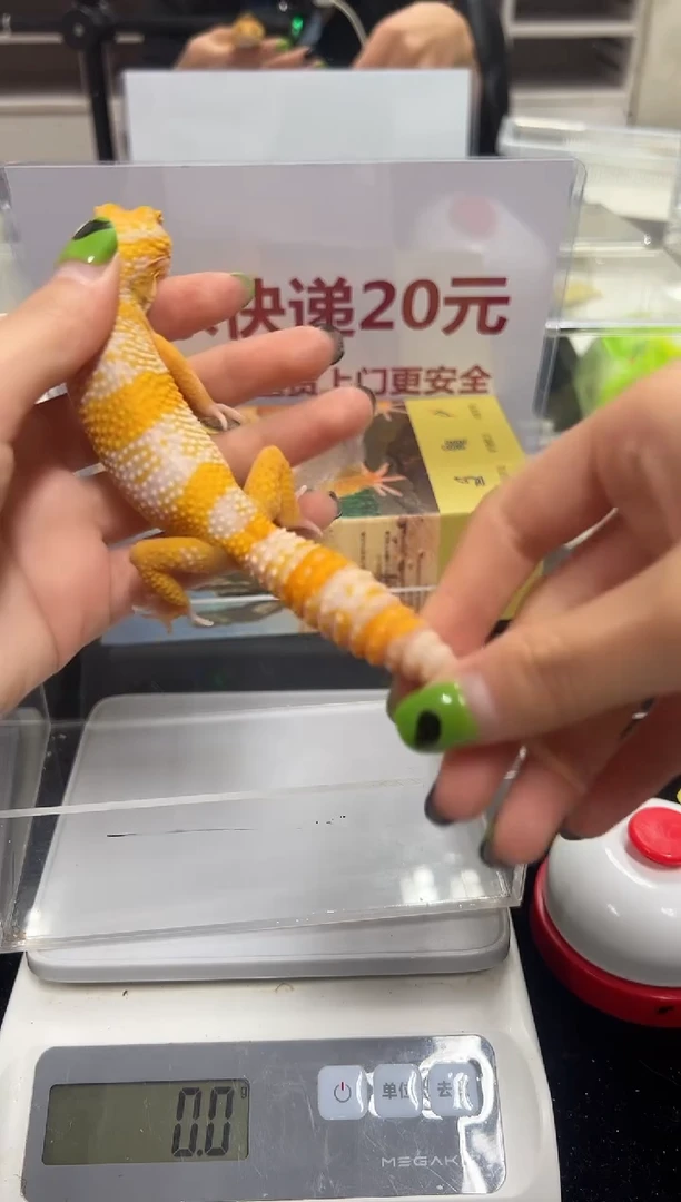 豹纹守宫056豹纹守宫