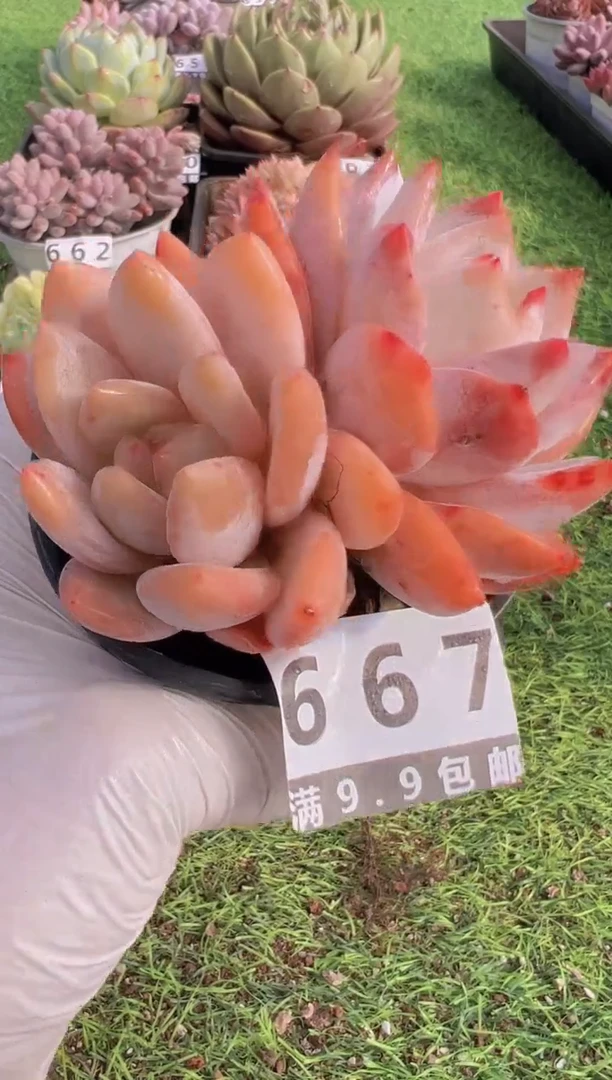 【闪购商品】信福多肉一物一拍