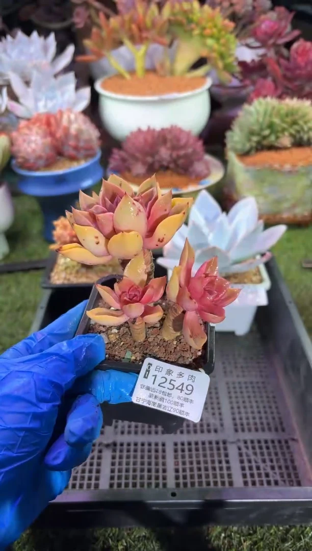 【闪购商品】12549