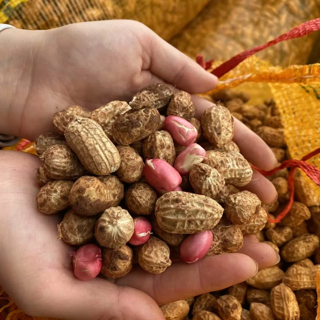 四川农家种植红沙土红皮花生带壳带泥鲜湿花生3斤5斤