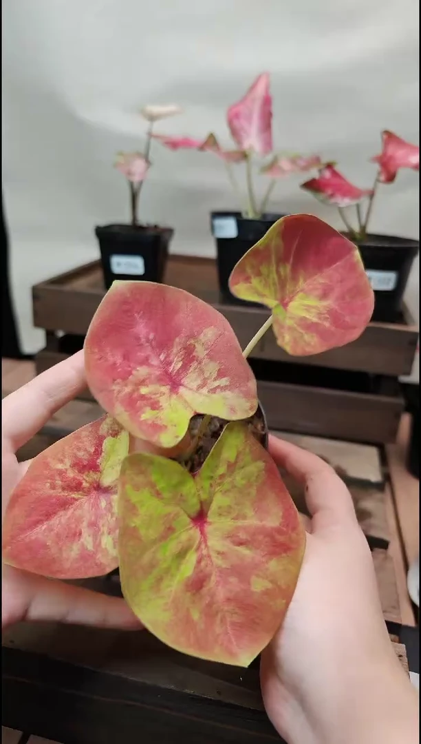 不开花植物010番茄炒蛋