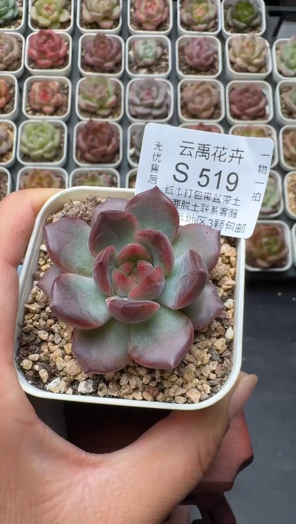 519S带盆土发 当场拍3颗以上包柚 多肉植物 一物一拍