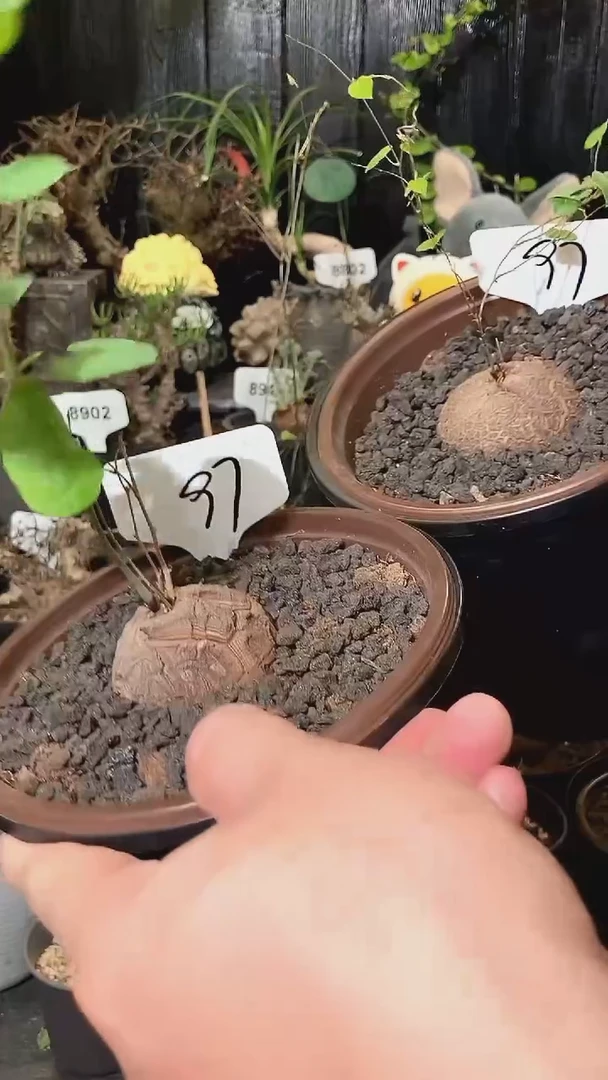 97号1024福利特价南非龟甲龙套餐
