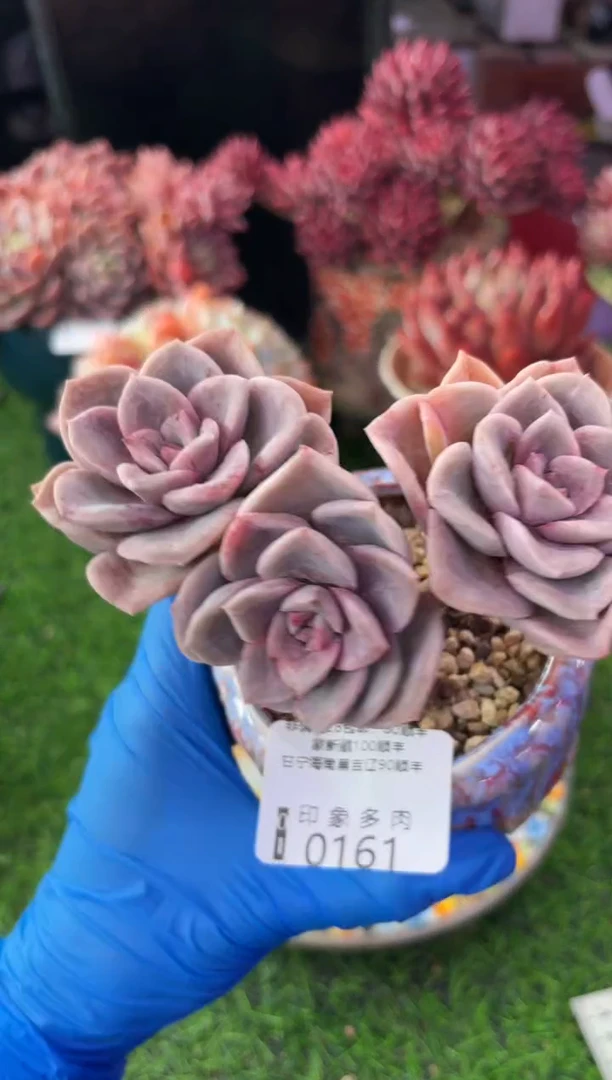 昆明印象多肉0161