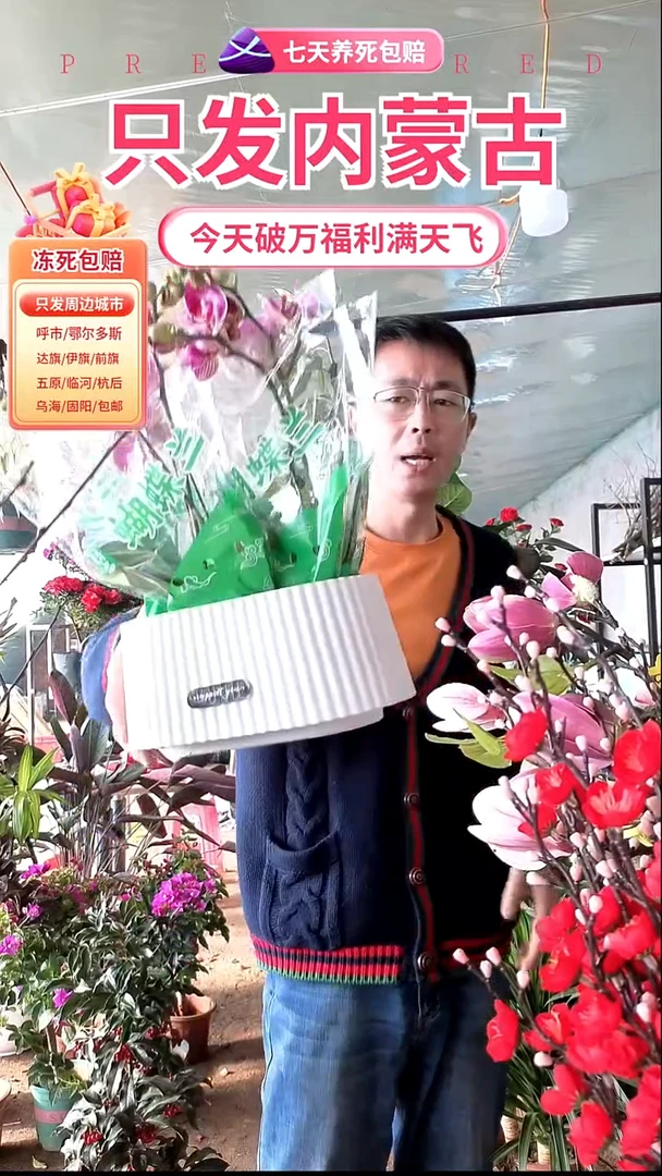 完全开放花色蝴蝶兰