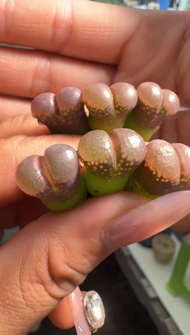 30-57多肉植物肉锥黑眼豆豆风铃一颗