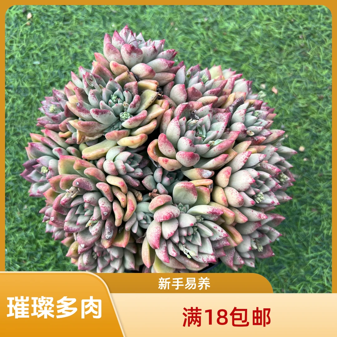 璀璨多肉【满18包邮】 以直播间展示为准 新手好养