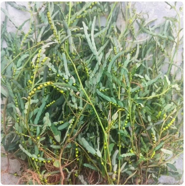 广西 野生叶下珠 新晒珍珠草干货 龙珠 珠仔草整株全草带根中药材