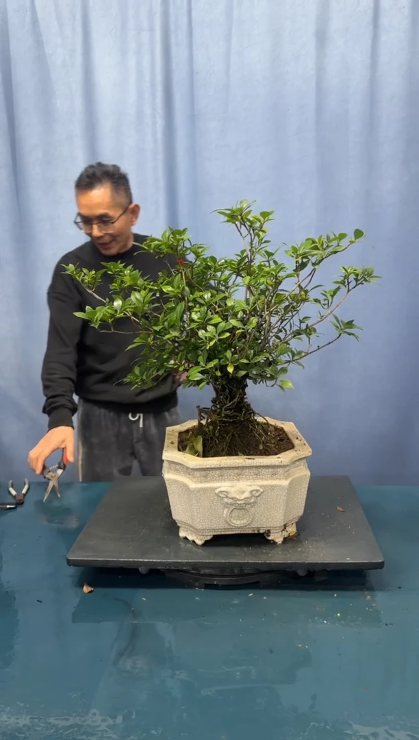 【闪购商品】盆景栀子花