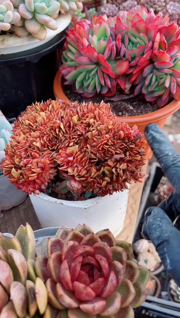 【闪购商品】08290多肉