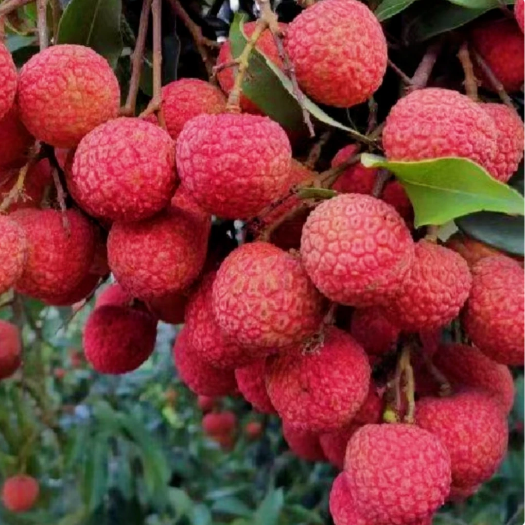 新鲜广东白糖罂荔枝2.5/6斤装--【顺丰/菜鸟次日达】荔枝同城送