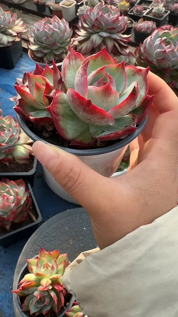 量拍l两头起发小拉丝惊鸿（两头起发）（带盆发货）