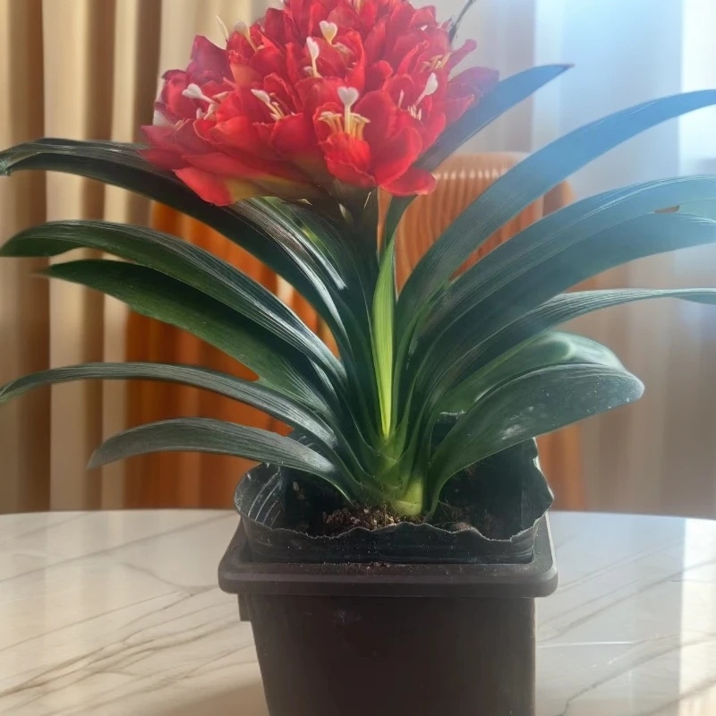 捡漏福利 红花 大将军 君子兰 客厅阳台高端绿植