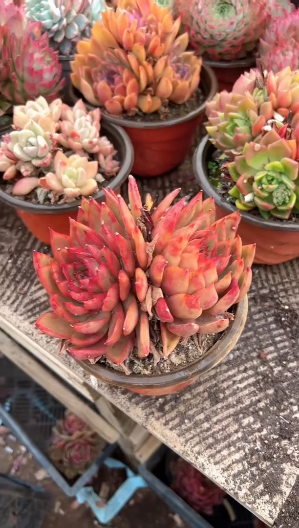 @****️多肉植物一物一拍01440