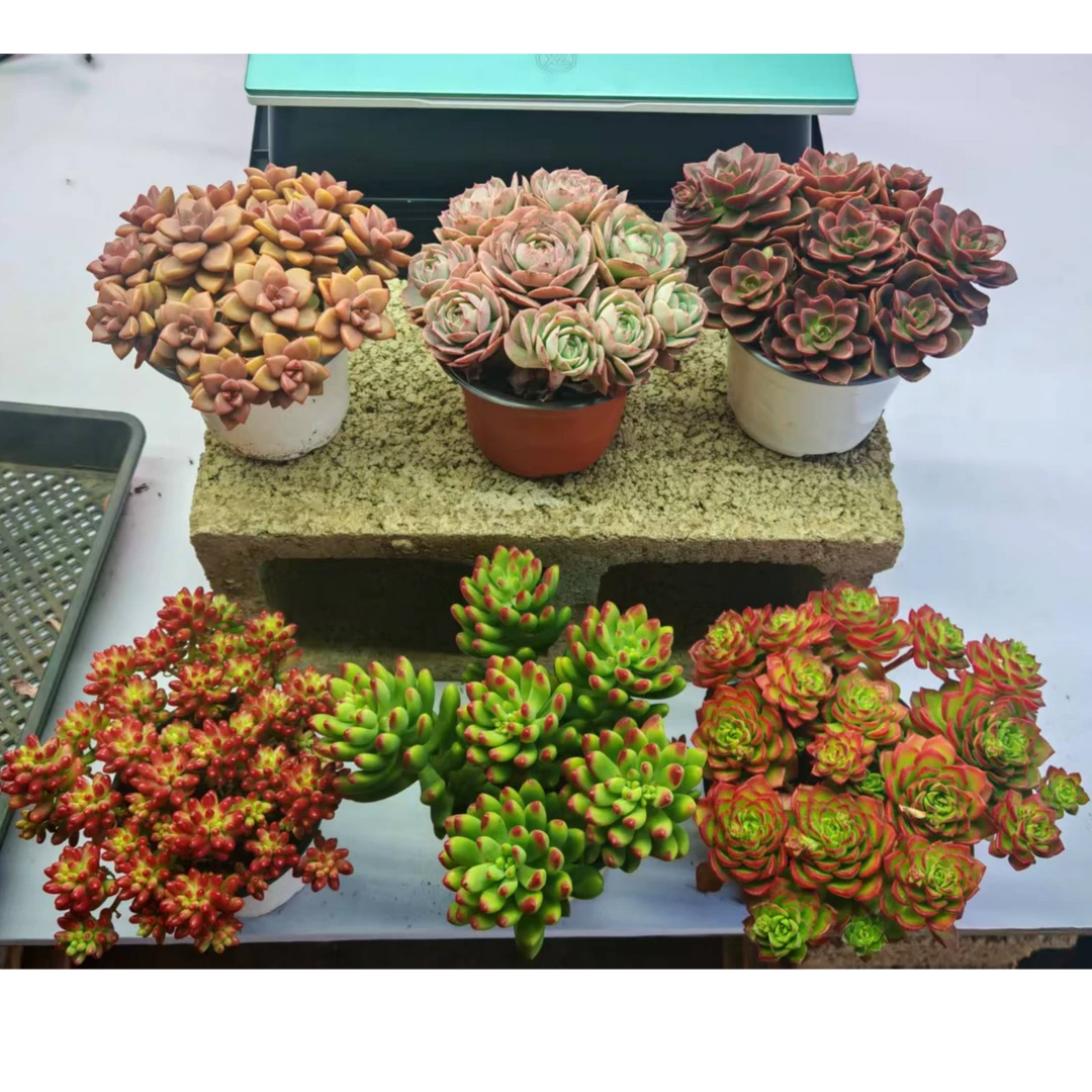 顺悠 带盆带土手捧组合多肉植物到家摆上就是一盆景