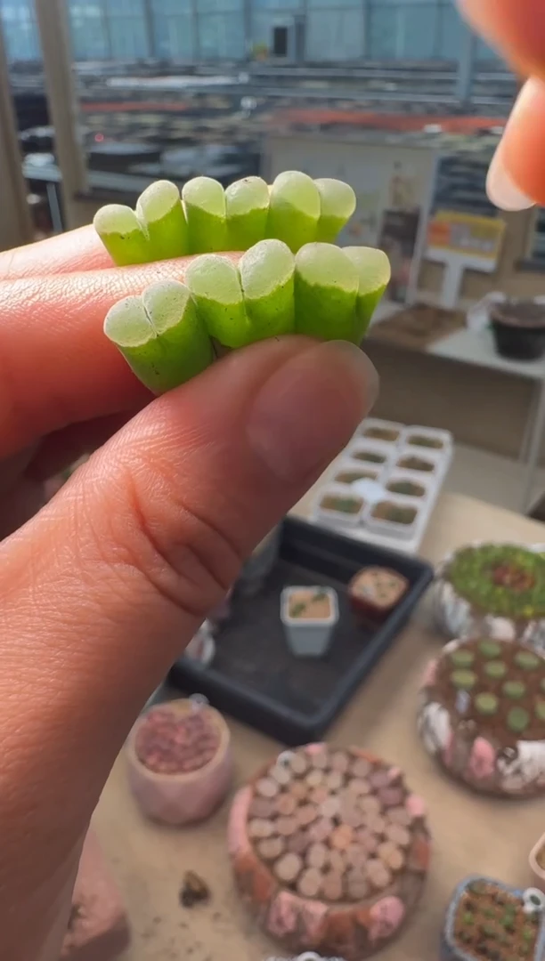 639多肉植物墨绿体白窗一颗