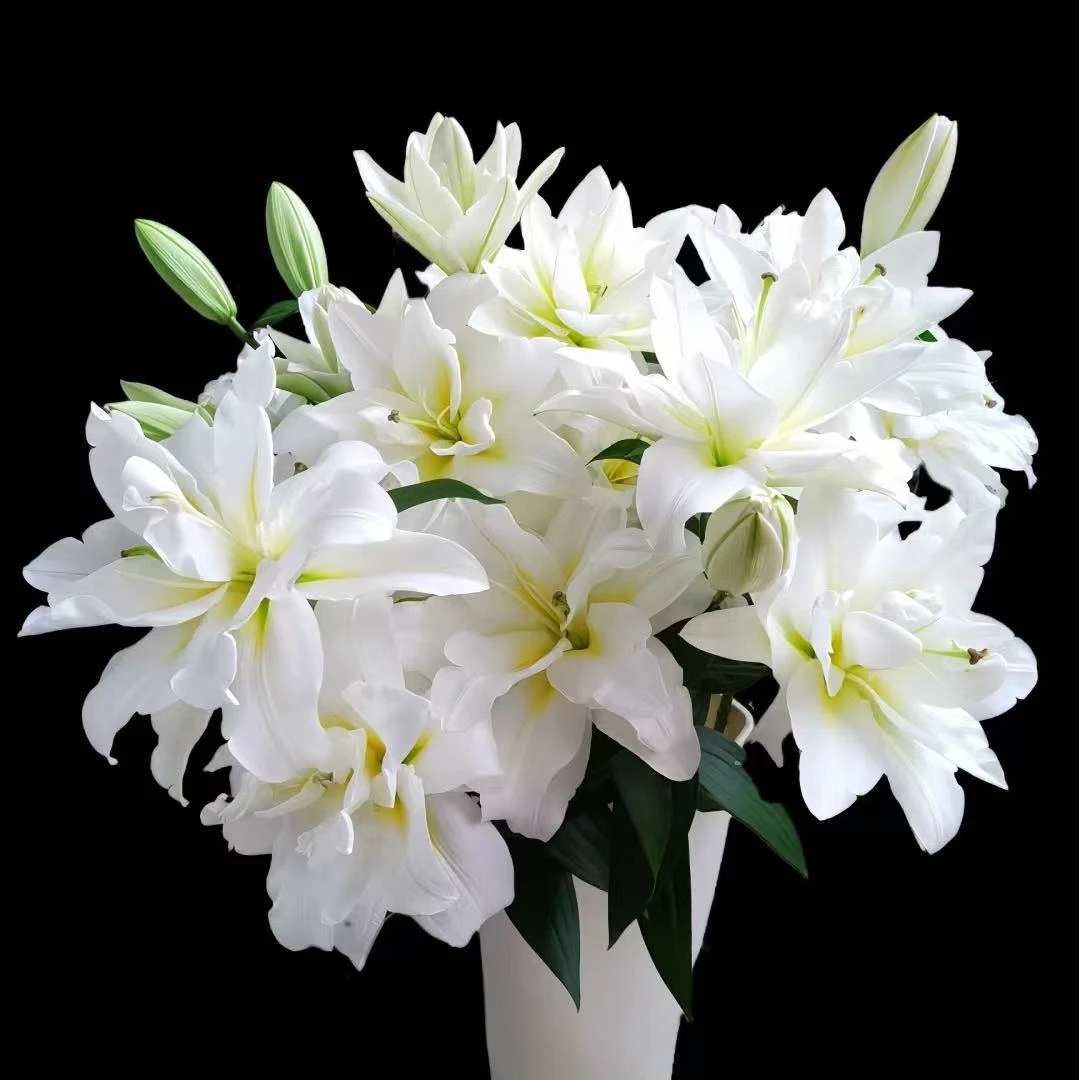 【暴风雪】A级高品质重瓣百合 云南基地直发鲜切花