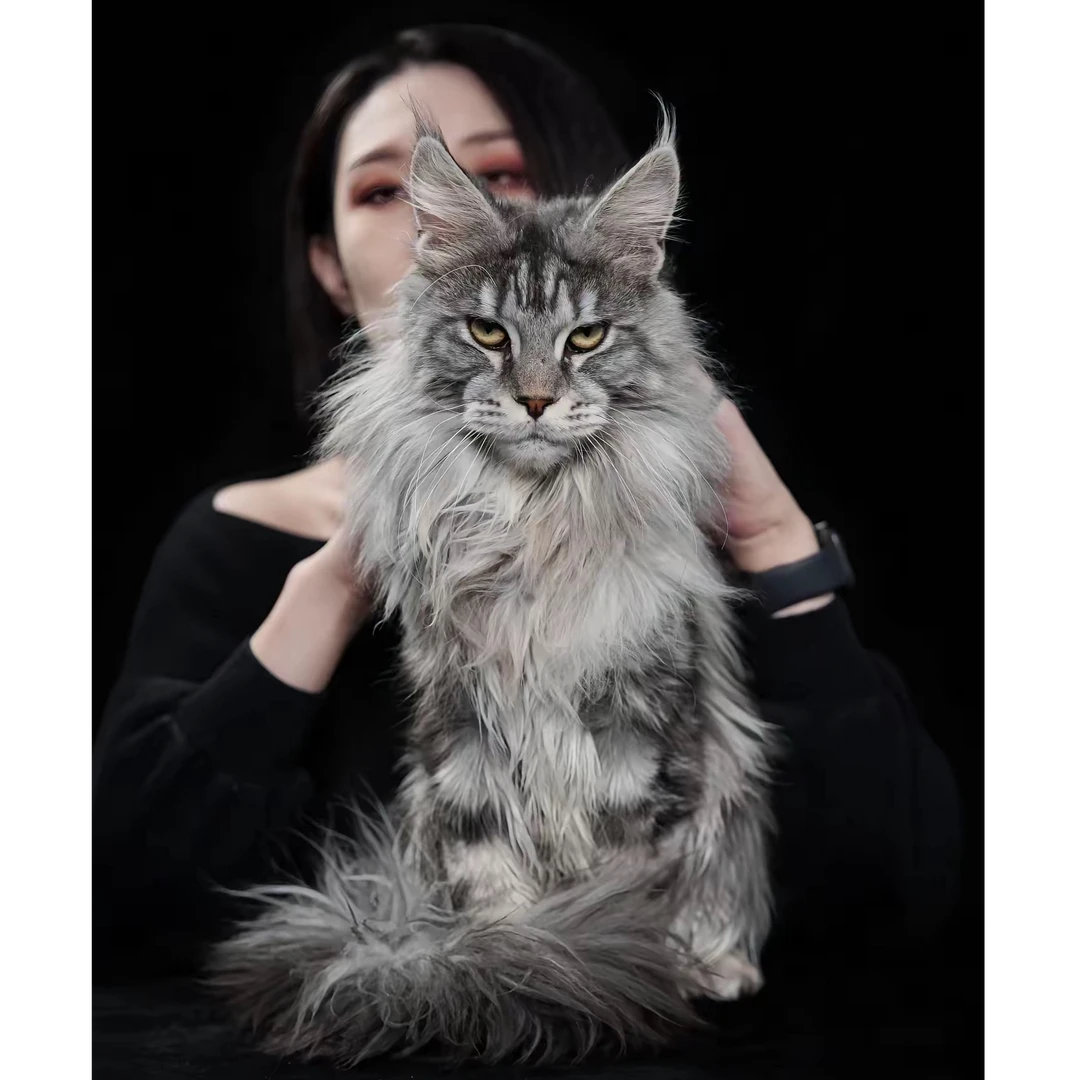 缅因猫幼猫纯种赛级银虎斑幼崽—猫舍自提拍付预约链接