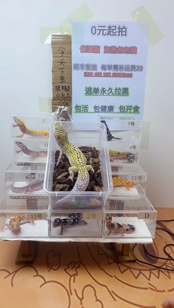 豹纹守宫豹纹守宫幼苗亚成体成体