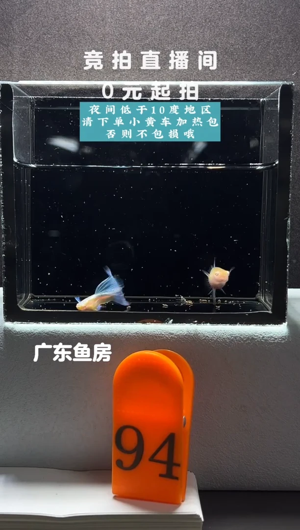 孔雀鱼蓝白鸥翼飞船一对编号94