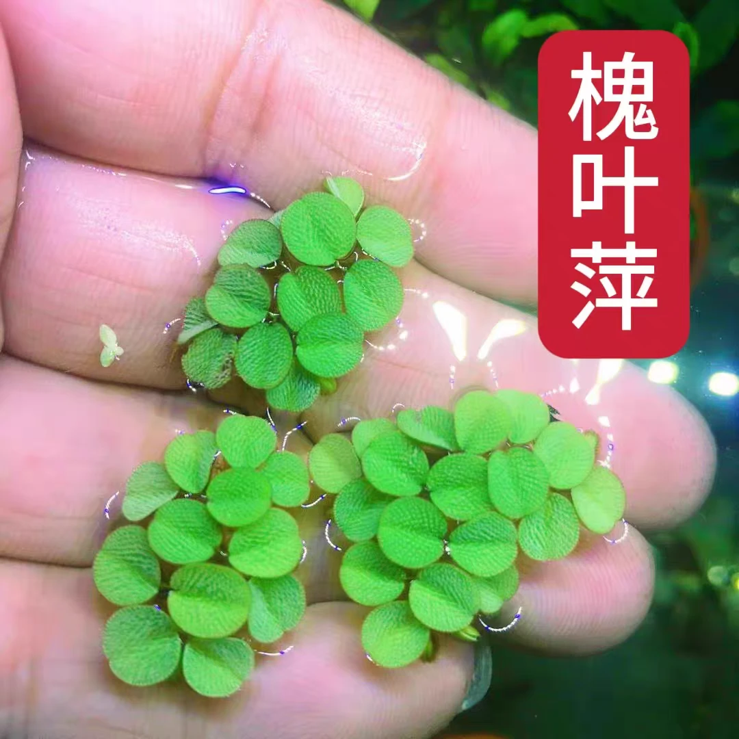 鱼缸净水槐叶萍浮萍水草养鱼养龟适用圆心萍净化水质水培绿植庭院