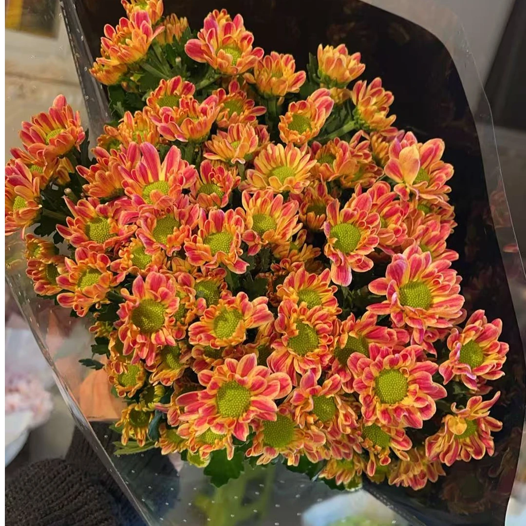 大斑纹（橙黄） 小雏菊全店任意N单一个运费