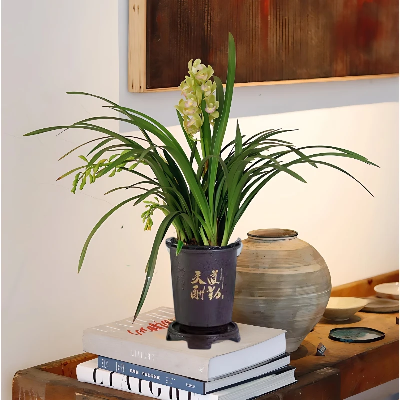 【3-4花】香兰盆栽兰花带花苞发货花卉四季开花绿植办公室内