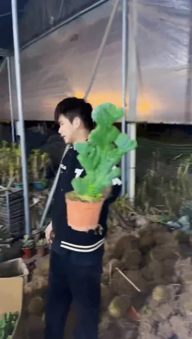 【闪购商品】五指山