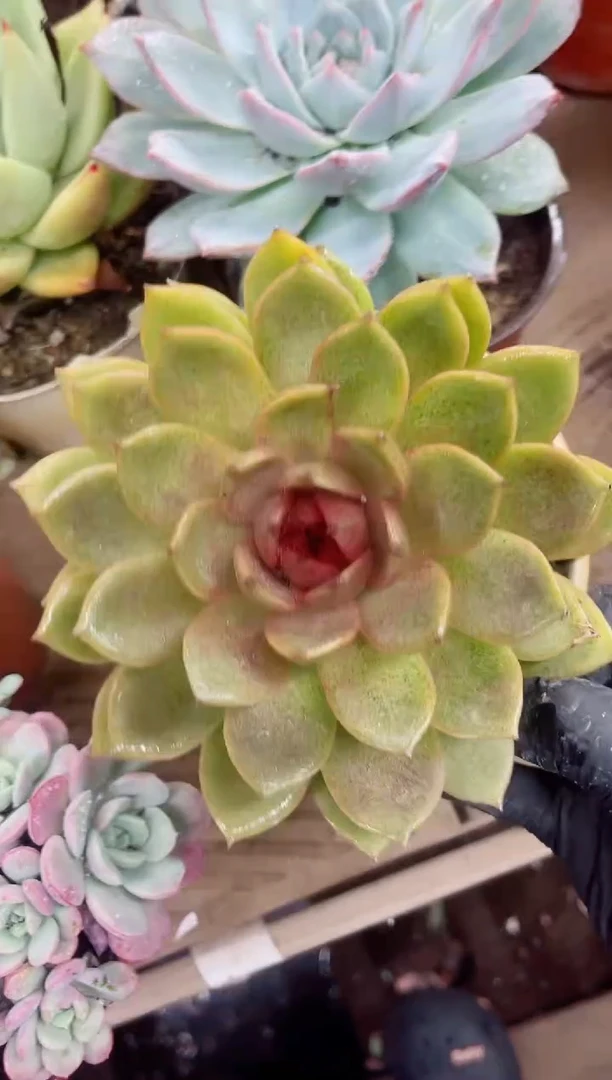 大**子18031多肉植物一物一拍