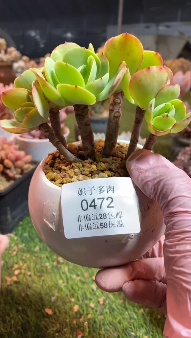 【闪购商品】0472a