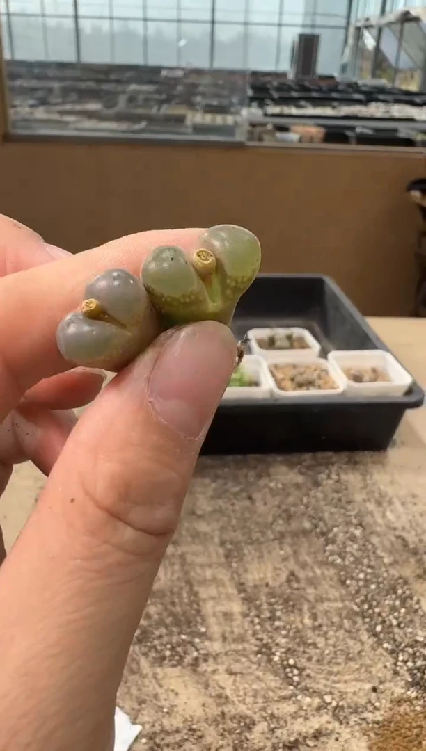 10-301多肉植物肉锥