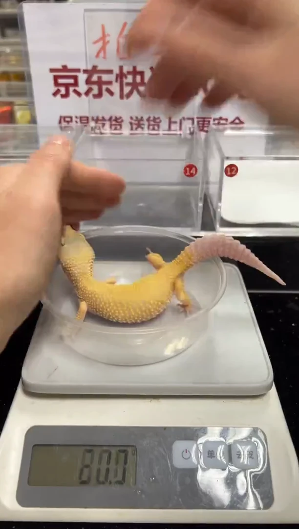 豹纹守宫00000000000