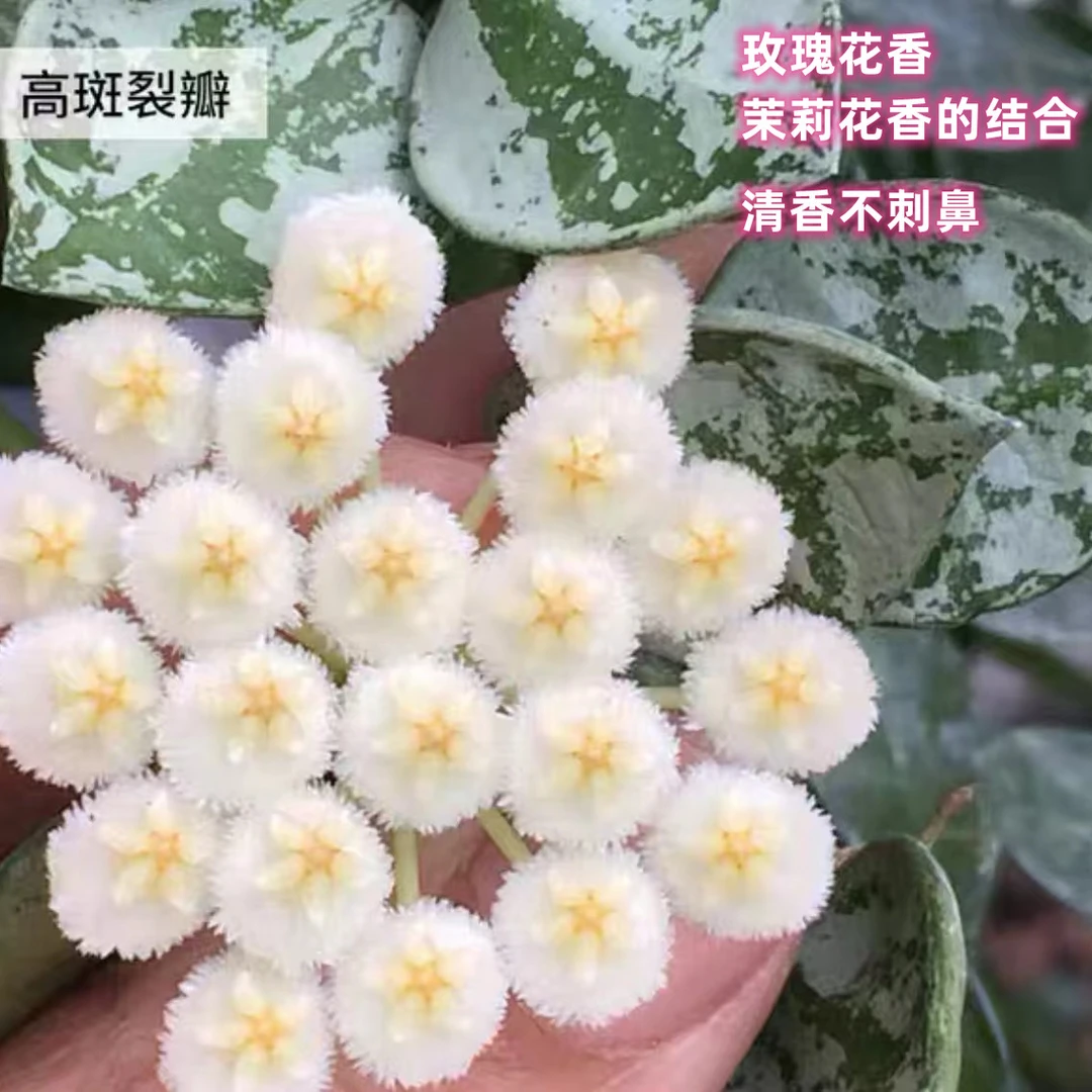 高斑裂瓣全斑裂瓣爱斯基摩球兰爬藤垂吊勤花品种盆栽花卉趣味