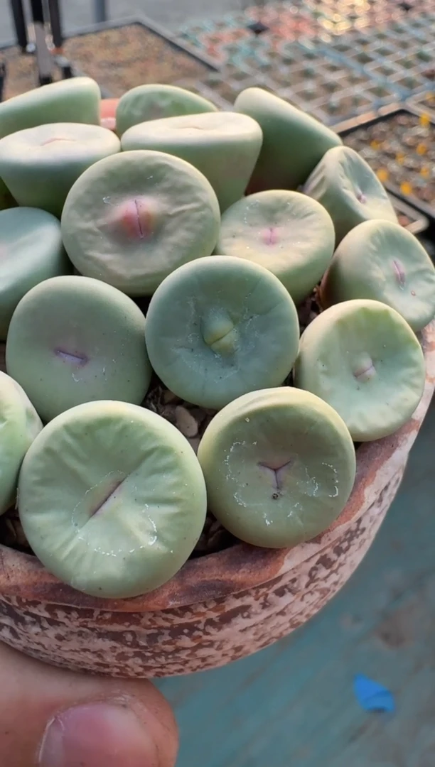 63多肉植物肉锥一颗