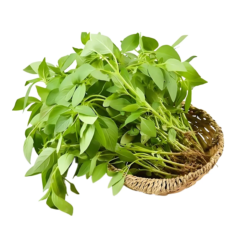 新鲜荆芥 （约100g/份）