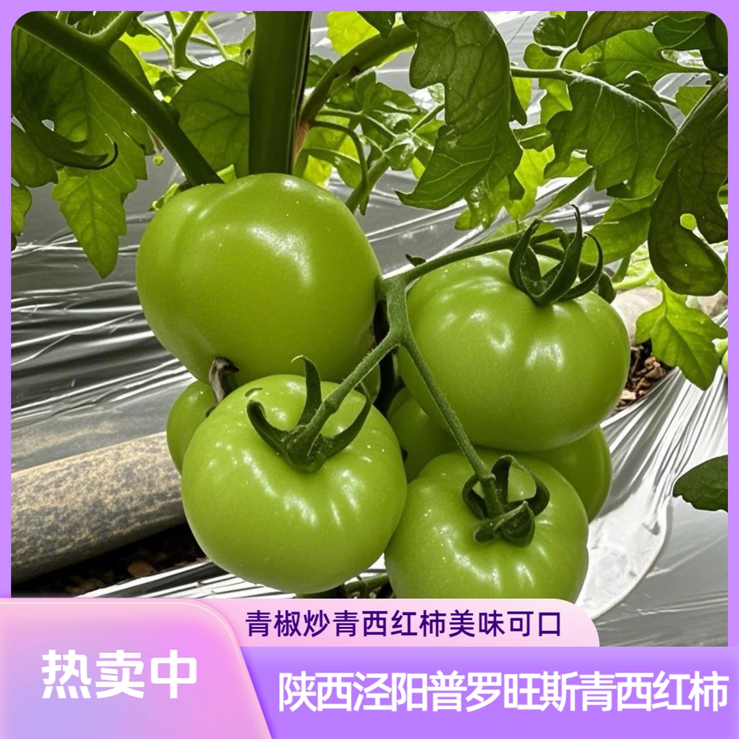 陕西泾阳普罗旺斯青西红柿炒辣椒小时候的味道(顺丰包邮)