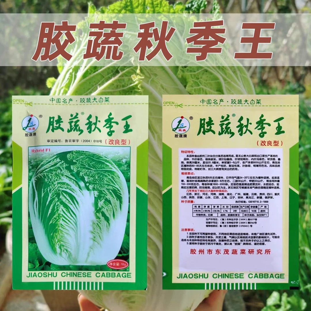 胶蔬秋季王白菜种子丰产性好耐运输特耐贮藏抗病白菜种子原装正品