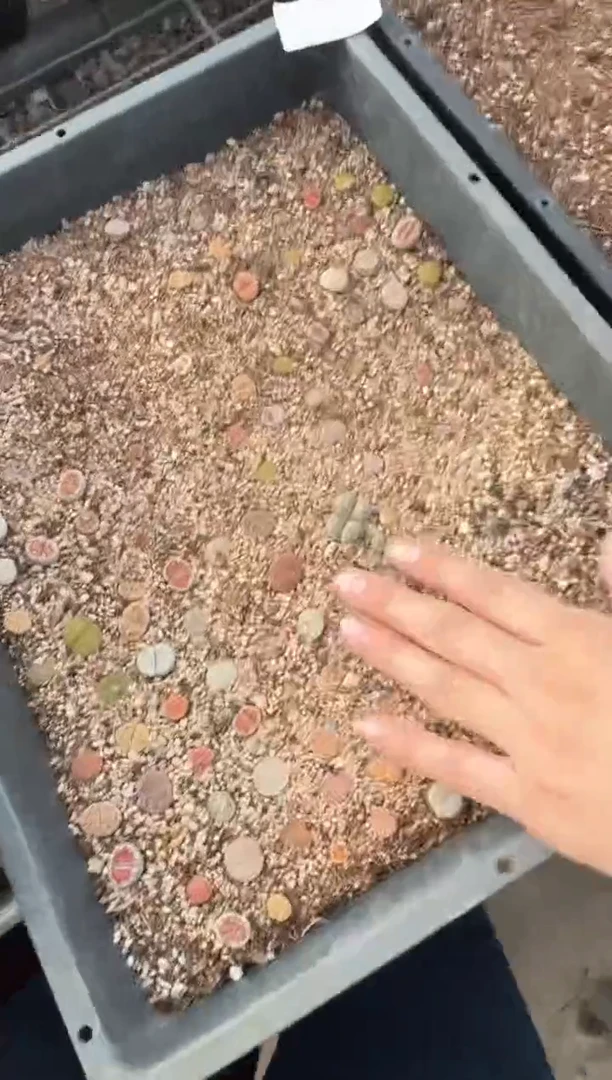 多肉植物肉锥脱土发31-144