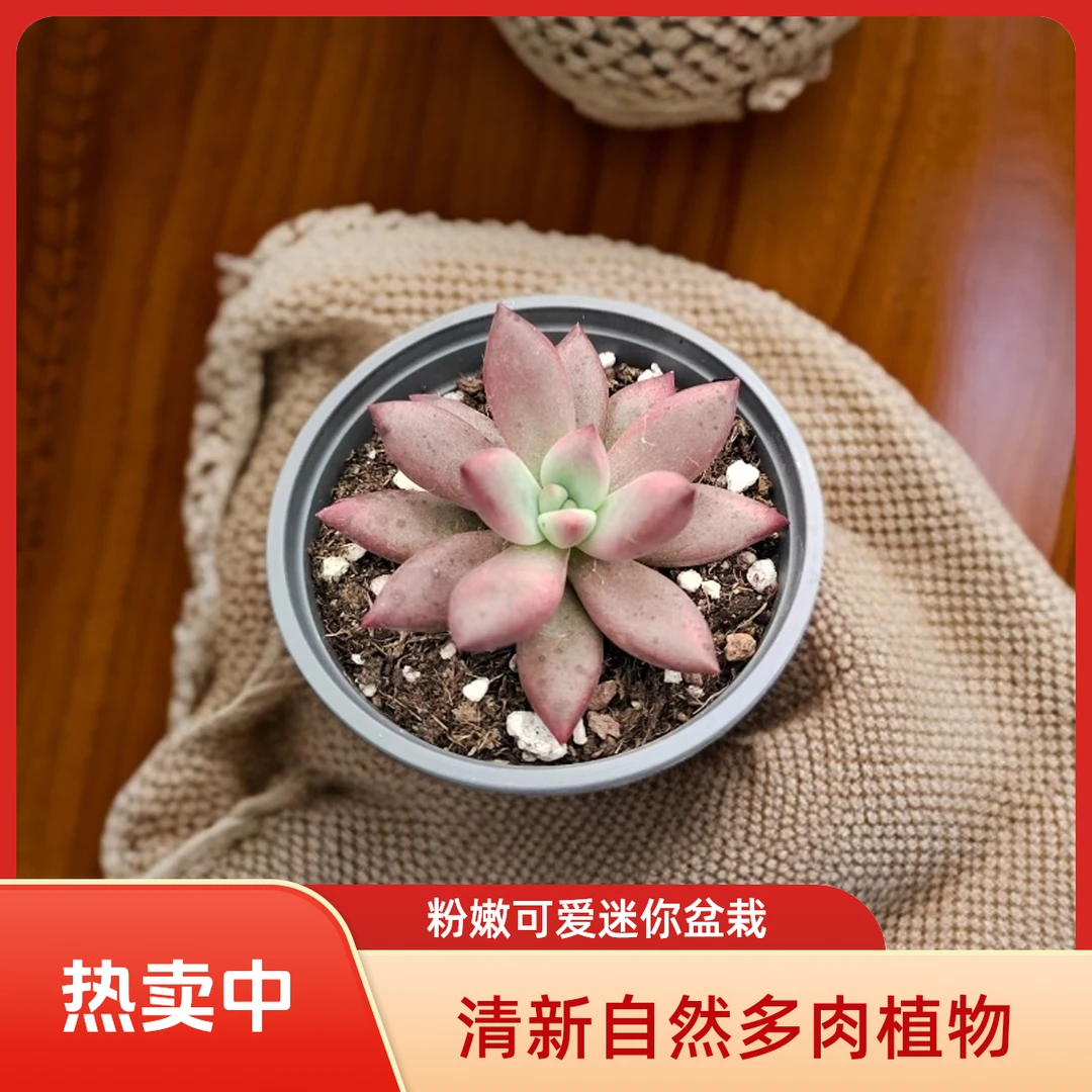 郝菲鱼多肉植物盆栽品种好养适合办公室阳台
