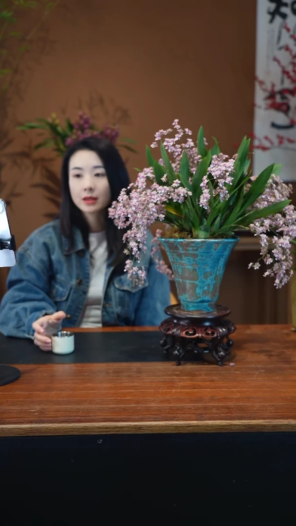 全部花朵粉梦香盆景盆景盆景