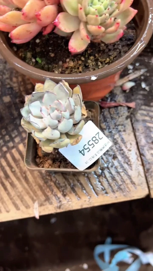 古***£多肉植物一物一拍28554