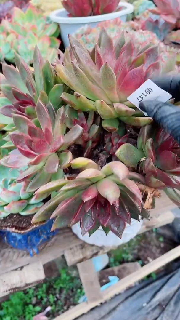 胡*花多肉植物一物一拍09147