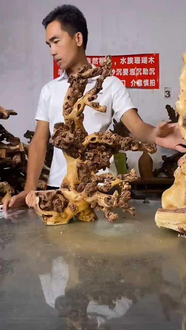 香榧木时**阳金丝红木   羊蹄甲